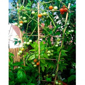 Tomatenspalier-und-Basilikum-Sensual-Gardening.jpg